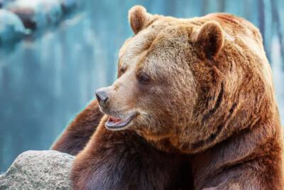 orso