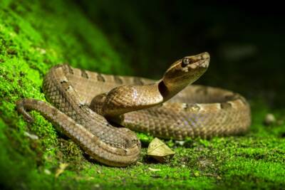 Serpente