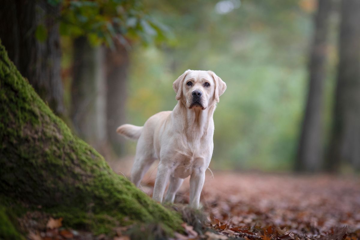 Cane labrador