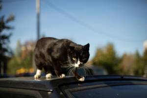 Gatto nero e bianco su un auto