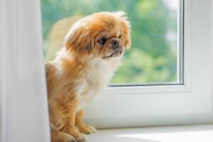 Un cane pechinese