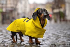 Bassotto che indossa un vivace cappottino giallo.