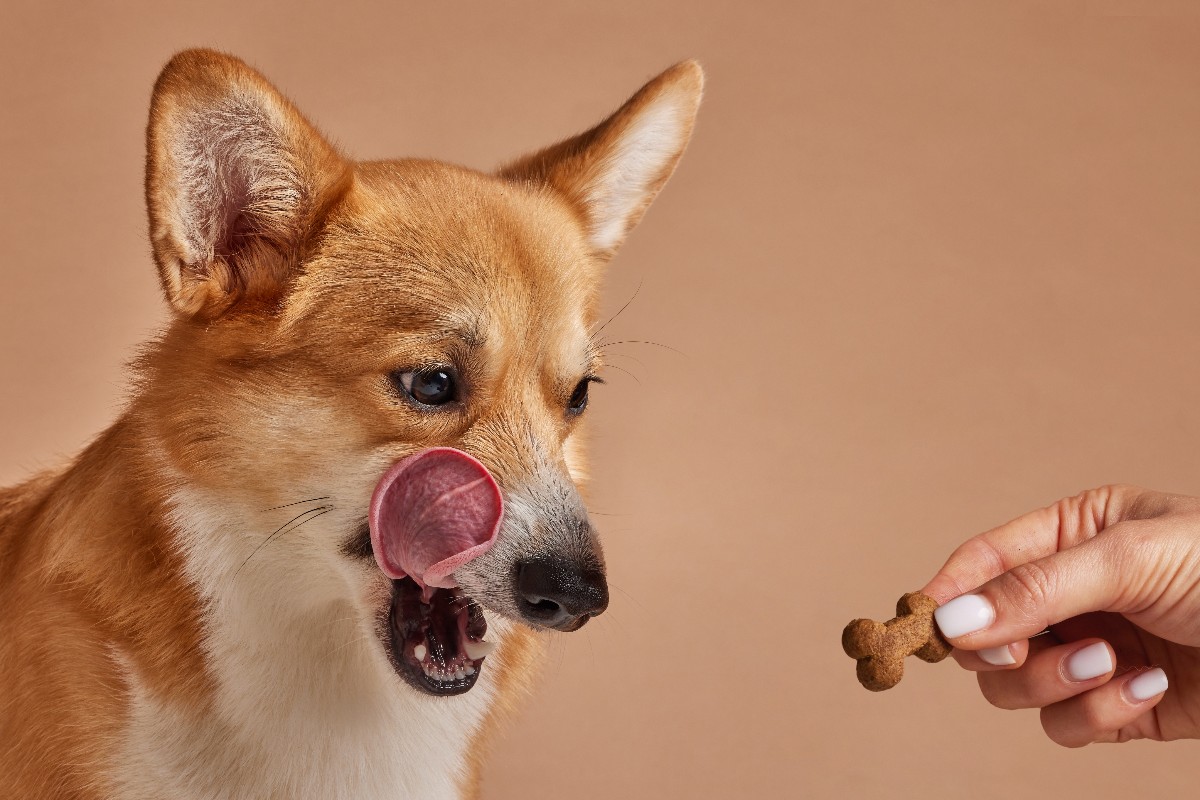 Un Corgi che fissa intensamente uno snack e si lecca i baffi per l'attesa.