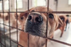 Un cane nel canile con il naso che spunta tra le sbarre della gabbia.