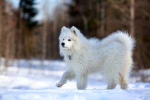 Un cane samoiedo che cammina sulla neve.