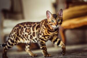 Un maestoso gatto del Bengala dal mantello maculato che si aggira con eleganza tra le stanze di casa.