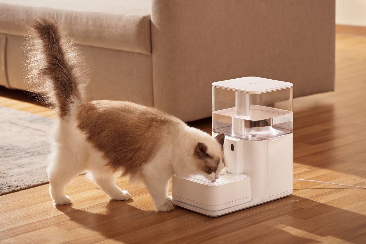 Un gatto che beve acqua dal distributore.