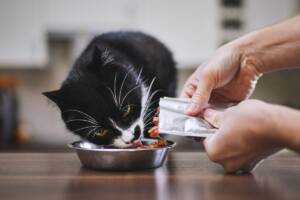 Un gatto che consuma con appetito il suo cibo umido appena versato da una bustina.
