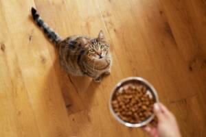 Inquadratura di un felino che guarda con aspettativa mentre gli viene servita la porzione di cibo secco.
