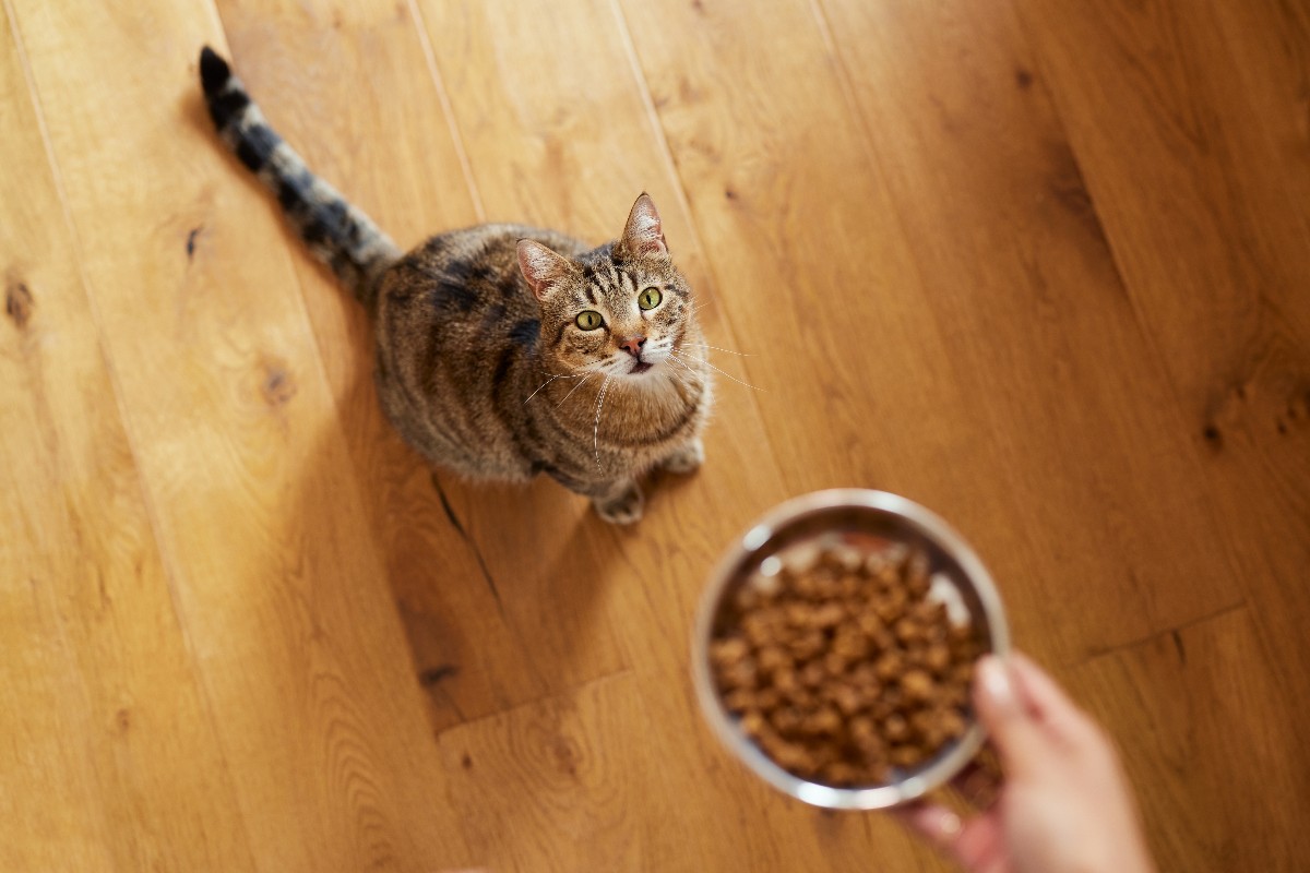 Inquadratura di un felino che guarda con aspettativa mentre gli viene servita la porzione di cibo secco.