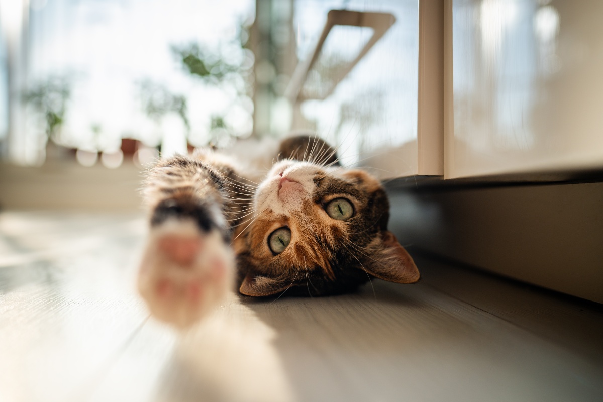 Un gatto disteso sul pavimento a pancia in su che allunga una zampina verso l'obiettivo.