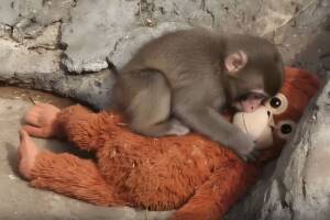 Piccolo macaco Punch che abbraccia con tenerezza il pupazzo Ikea.