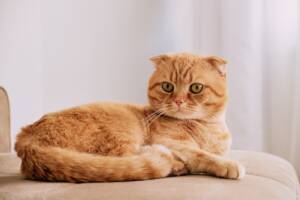 Gatto Scottish Fold rosso tigrato.