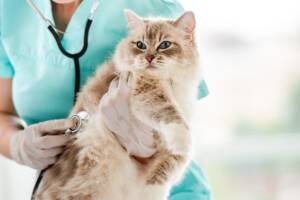 Una veterinaria che esegue un controllo medico su un gatto di razza Ragdoll.