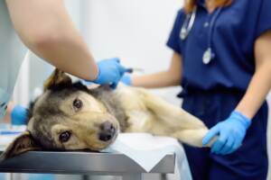 Un cane disteso sul tavolo dell'ambulatorio mentre viene esaminato dai veterinari.