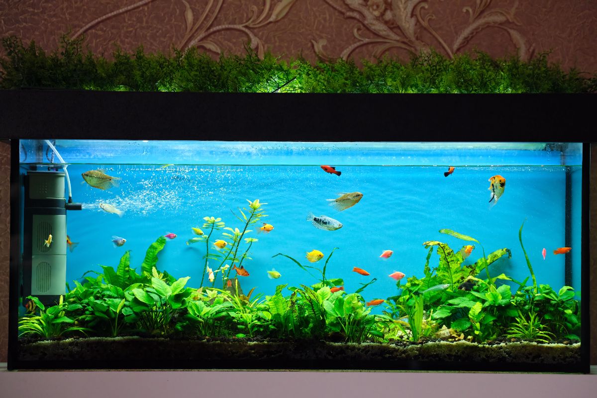 Acquario con pesci colorati che nuotano tra piante verdi.