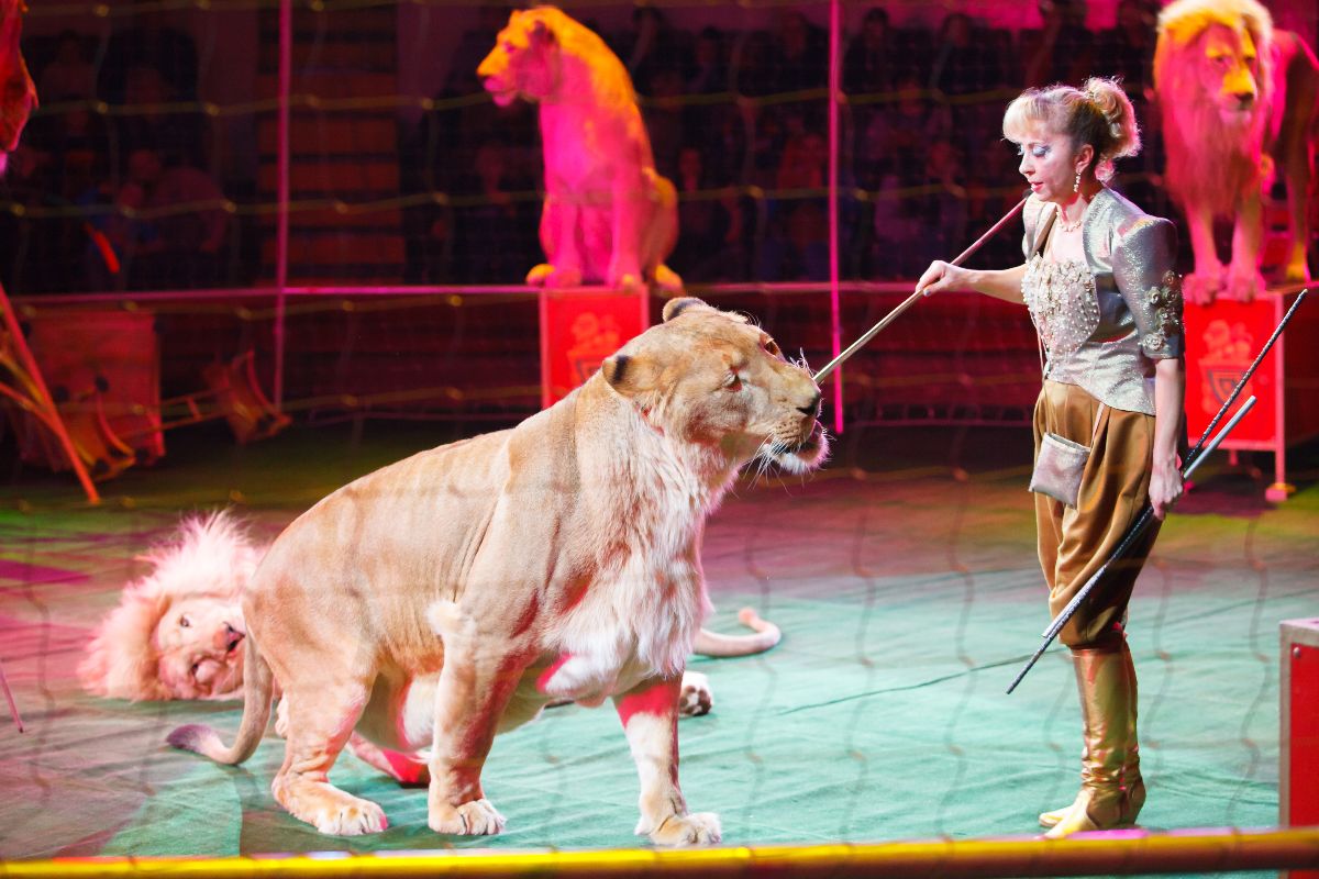 Spettacolo circense con leoni.
