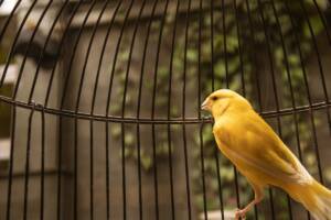 Canarino giallo in gabbia.